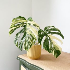 Sauvez enfin vos <i>plantes</i> grâce à Thibault de <i>@plantes_daddy</i> - Doolittle