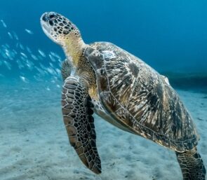 On file à la <i>Philharmonie</i> de Paris pour assister à un concert en <i>famille</i> - Doolittle