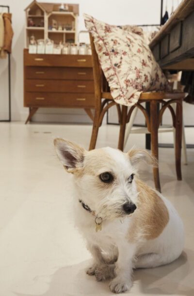 Emile et Ida vous invite à sa fête de <i>Noël</i> ! - Doolittle