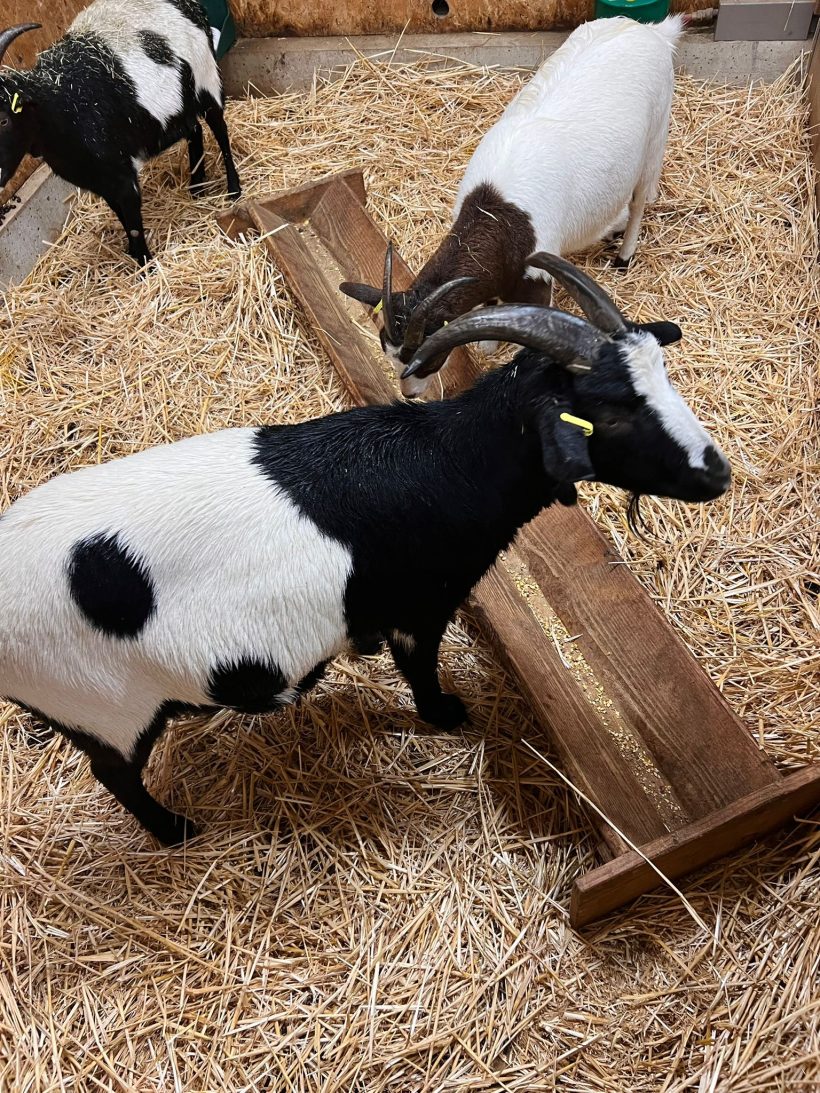 On a testé <i>Center Parcs</i> (et on a adoré) - Doolittle