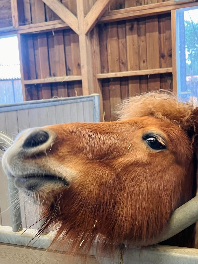 On a testé <i>Center Parcs</i> (et on a adoré) - Doolittle