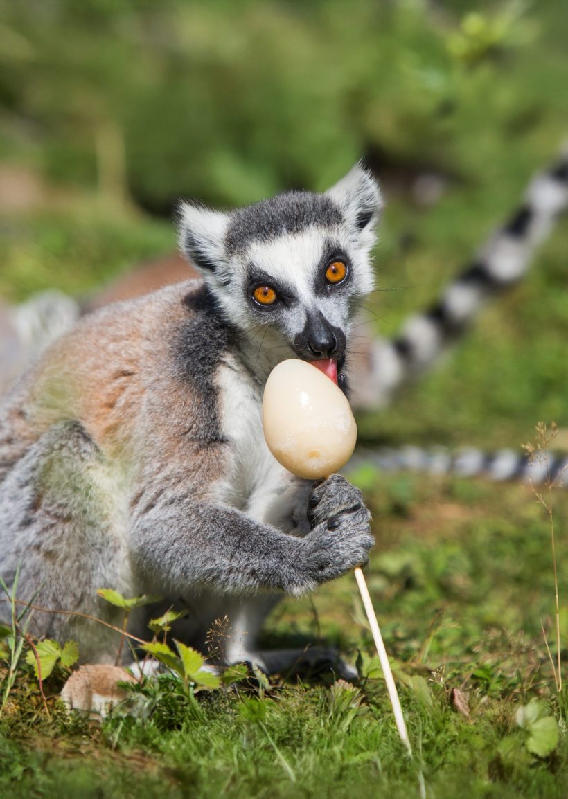 La plus grande <i>chasse</i> aux œufs d&rsquo;Ile-de-France au <i>Wow Safari Thoiry</i> - Doolittle