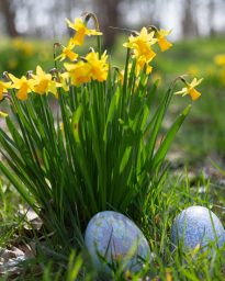 La plus grande <i>chasse</i> aux œufs d&rsquo;Ile-de-France au <i>Wow Safari Thoiry</i> - Doolittle