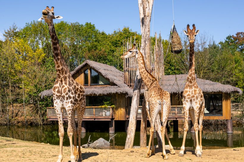 7 bonnes raisons de s&rsquo;offrir une escapade à <i>Planète Sauvage</i> - Doolittle