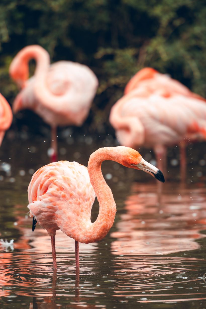 7 bonnes raisons de s&rsquo;offrir une escapade à <i>Planète Sauvage</i> - Doolittle